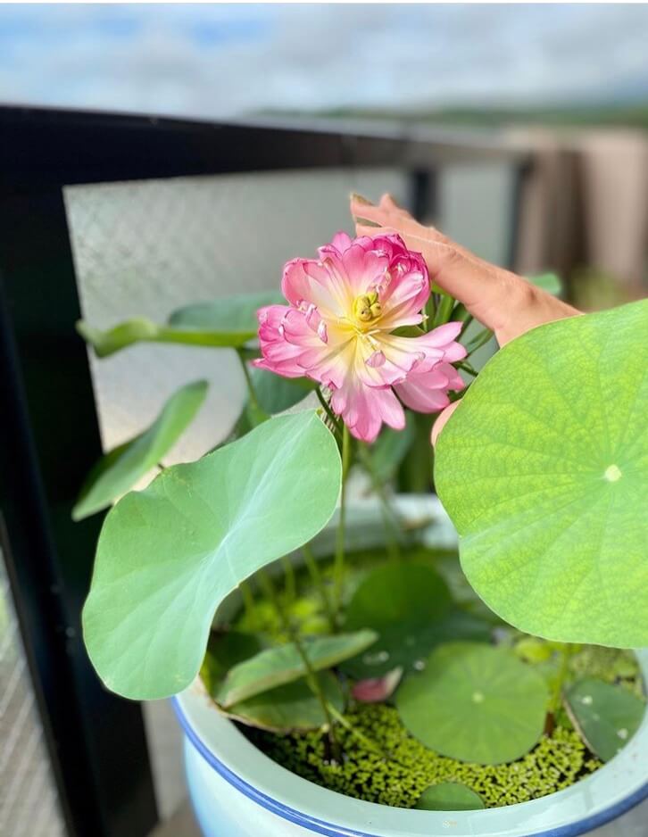 ③花蓮苗 蓮の種 蓮根 蓮苗 花ハス苗 茶碗蓮 せせこましい 小型